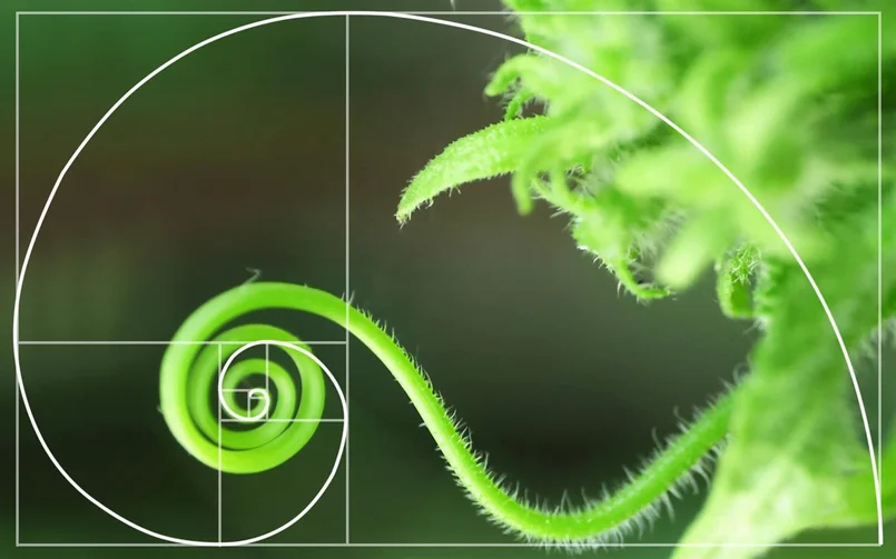 Fibonacci trong cuộc sống